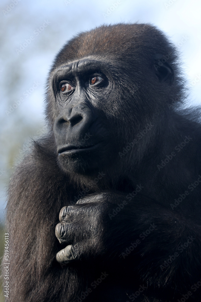 Fototapeta premium Close up shot of western lowland gorilla (Gorilla Gorilla Gorilla)