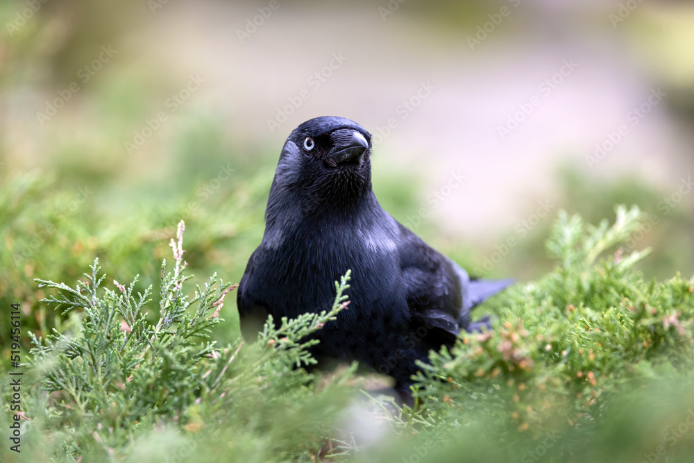 Western jackdaw (Coloeus monedula), also known as the Eurasian jackdaw Western jackdaw (Coloeus monedula), also known as the Eurasian jackdaw