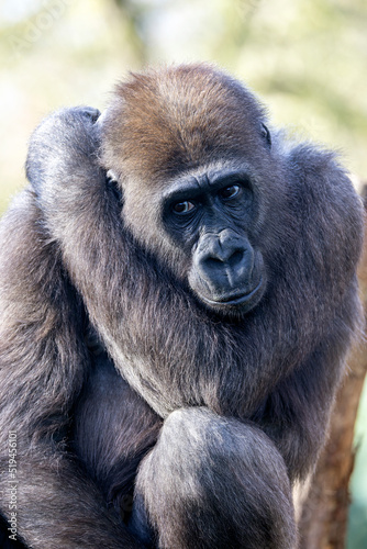 Close up shot of western lowland gorilla  (Gorilla Gorilla Gorilla) © Edwin Butter