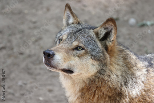 Grey wolf  Canis lupus  in the forest