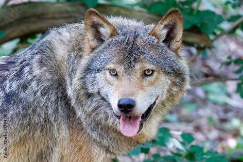 Grey wolf  Canis lupus  in the forest