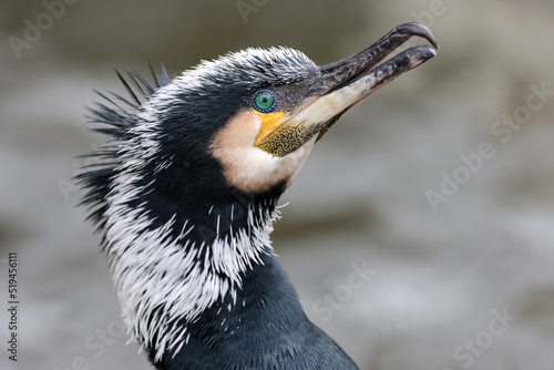 Close up shot of great cormorant (Phalacrocorax carbo) photo