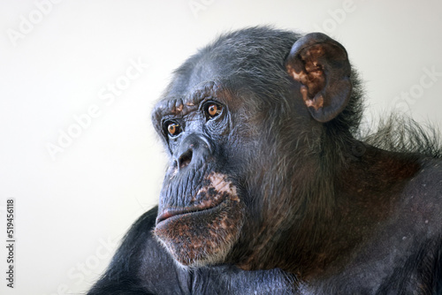 Close up portrait of chimpanzee (Pan troglodytes)