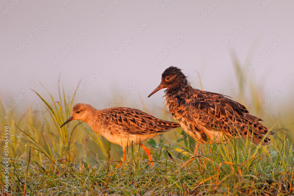 Batalion (Calidris pugnax) Batalion (Calidris pugnax)