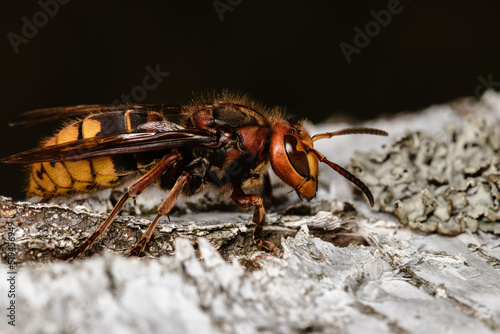 European hornet in nature