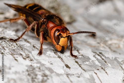 European hornet in nature