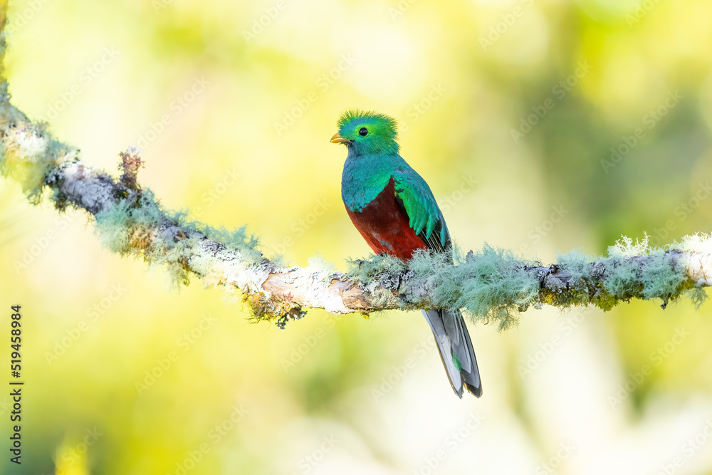 Resplendent Quetzal perched on an avacado tree Resplendent Quetzal perched on an avacado tree