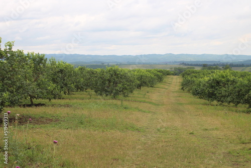 citrus plantation in northwestern Argentina