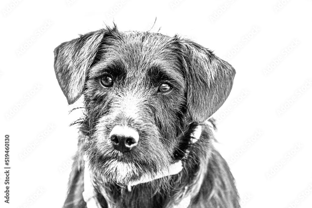 Black and white portrait of a cute schnauzer mongrel dog on white background