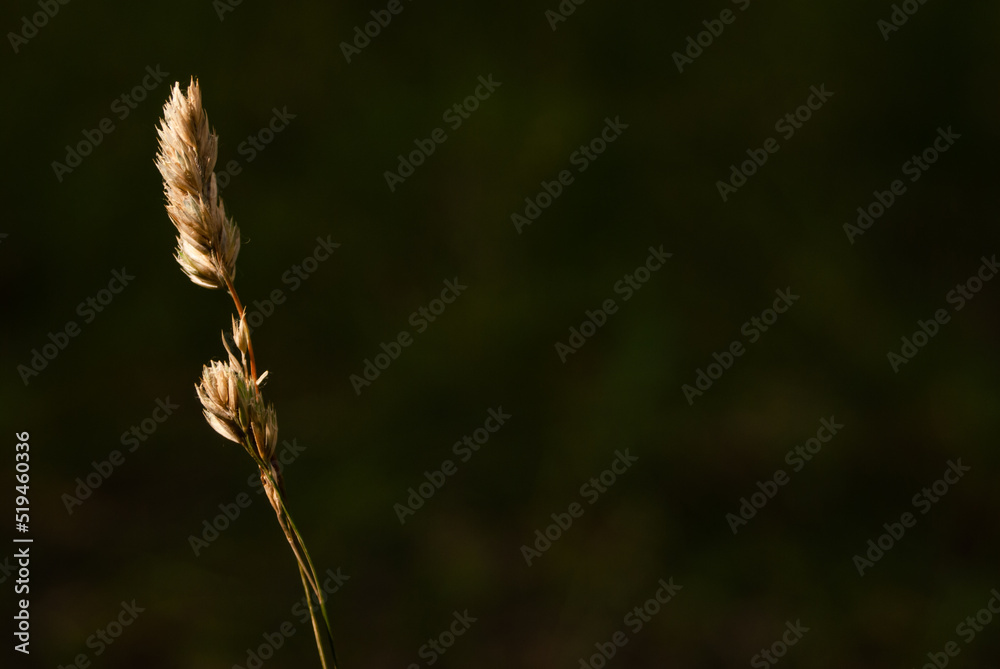 close up of wheat ears close up of wheat ears