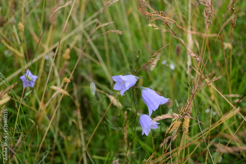 Harebells, Campanula rotundifolia, on the banks of the Caledonian Canal adjacent to Loch Ness at Fort Augustus, Scotland, July 2022