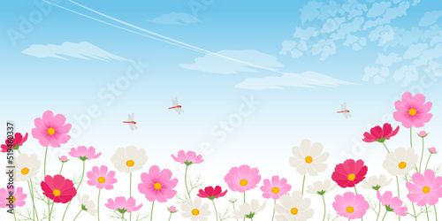 青空のコスモス畑_イメージ背景（2：1）_ベクターイラスト