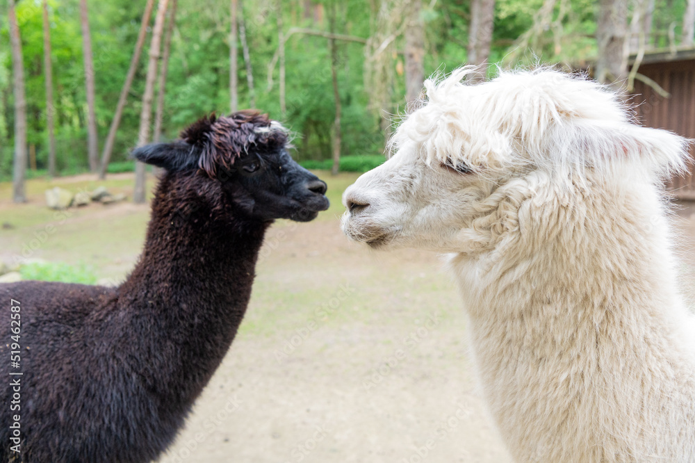 Obraz premium Black and white llamas alpacas natural background
