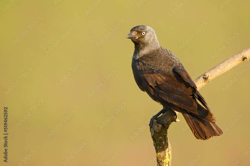 Kawka (Corvus monedula) - obrazy, fototapety, plakaty 