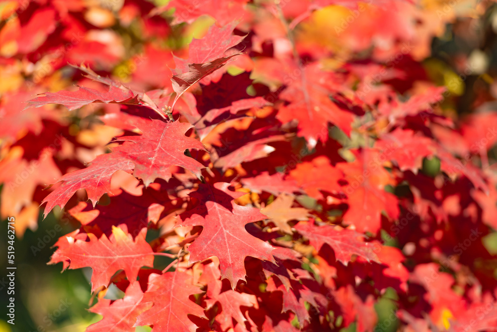 red color oak leaves. natural autumn background red color oak leaves. natural autumn background