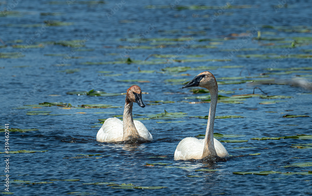 two beautiful trumpeter swans on the lake two beautiful trumpeter swans on the lake