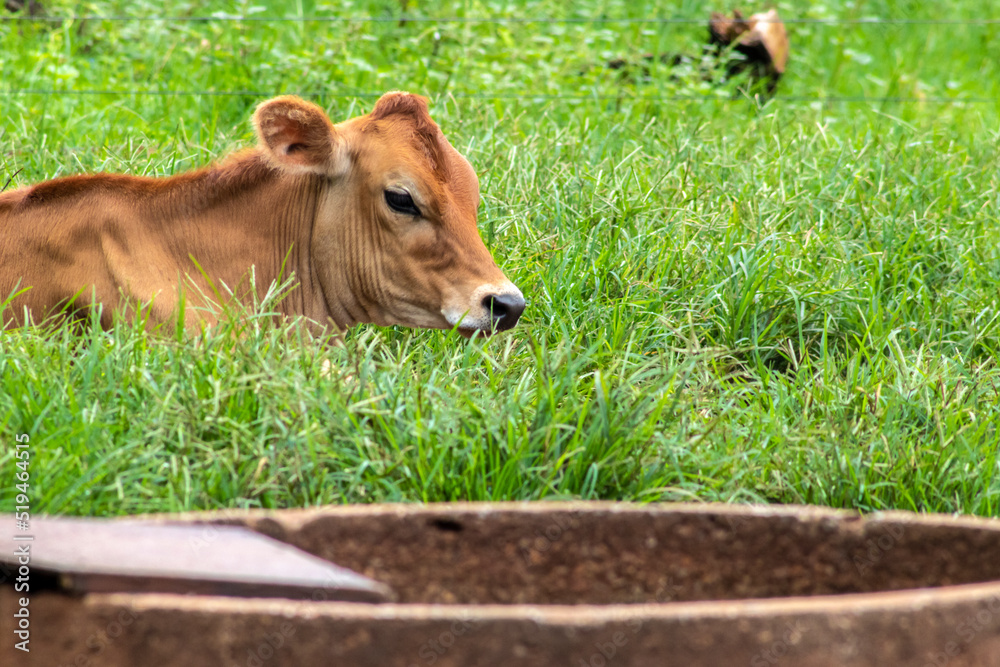 Small Jersey dairy heifer on a dairy farm in Brazil