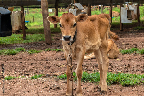 Small Jersey dairy heifer on a dairy farm in Brazil