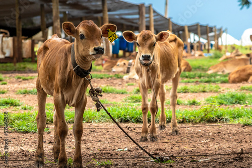 Small Jersey dairy heifer on a dairy farm in Brazil