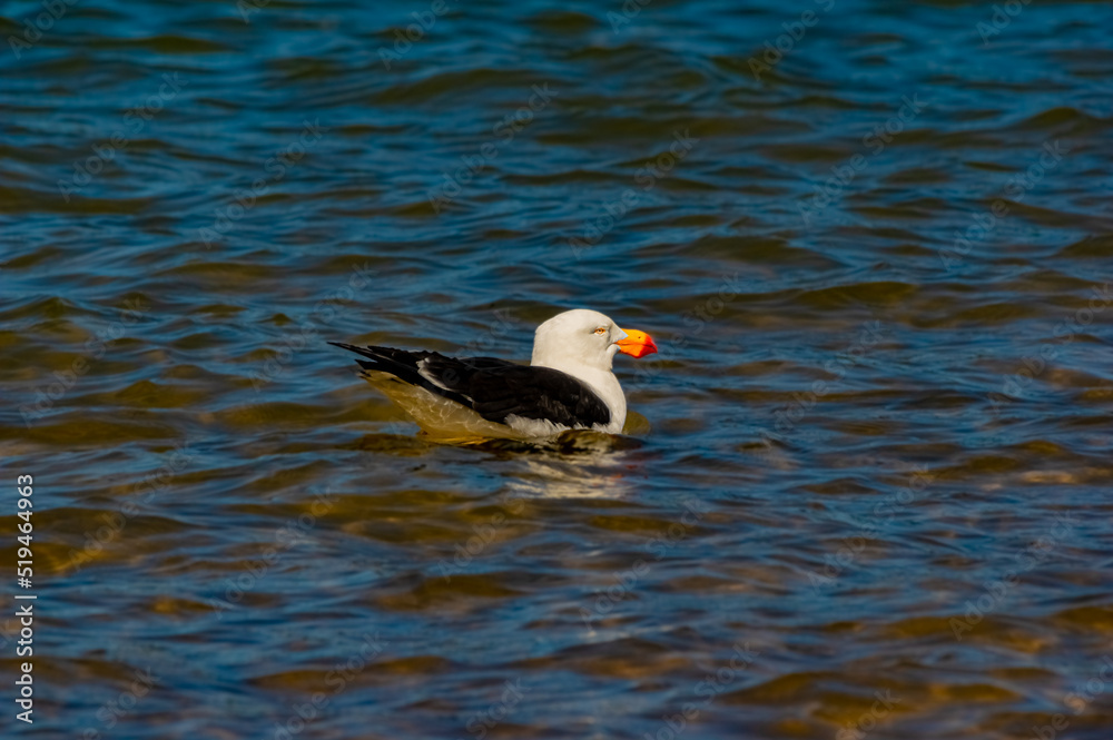 Fototapeta premium Adult Pacific Gull