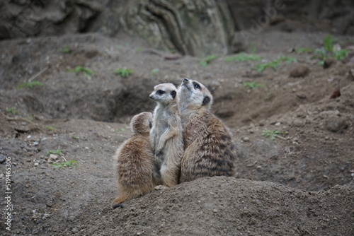 Meerkat Family