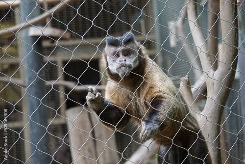Monkey at the zoo
