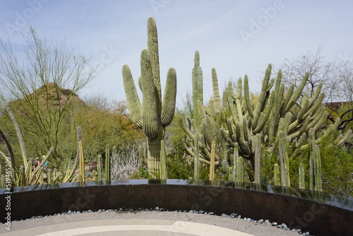 Saguaro Cacti