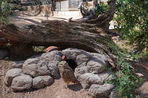 Owl Observer