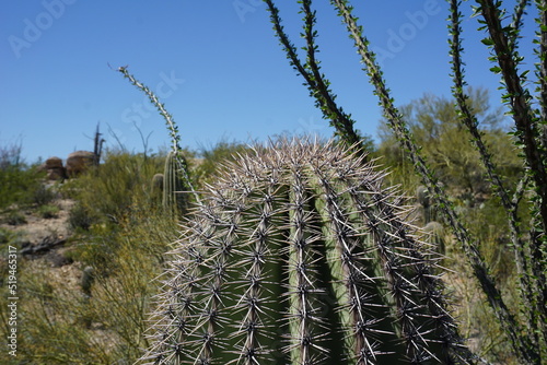 Close Up Cactus