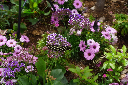 Butterfly Garden