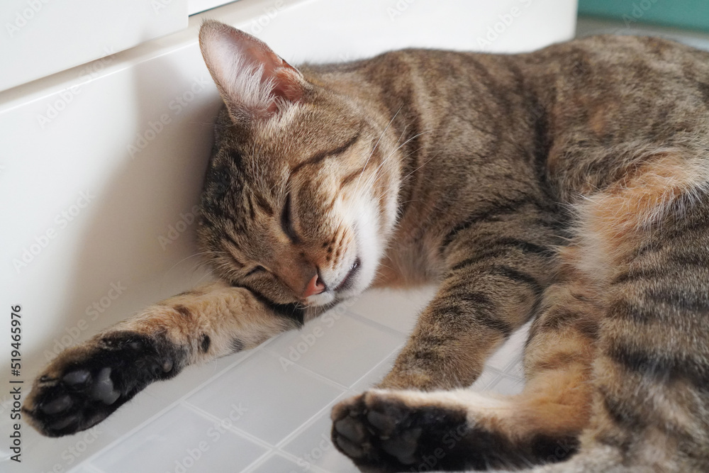 Naklejka premium 眠るキジトラ