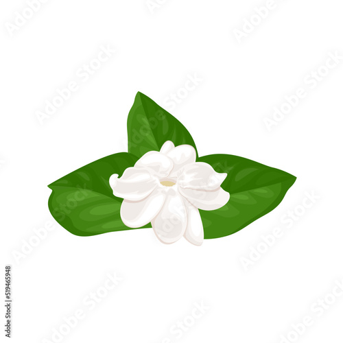 Vector illustration of jasmine flower, isolated on white background.