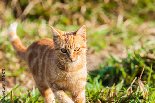 Orange cat walking in the green field