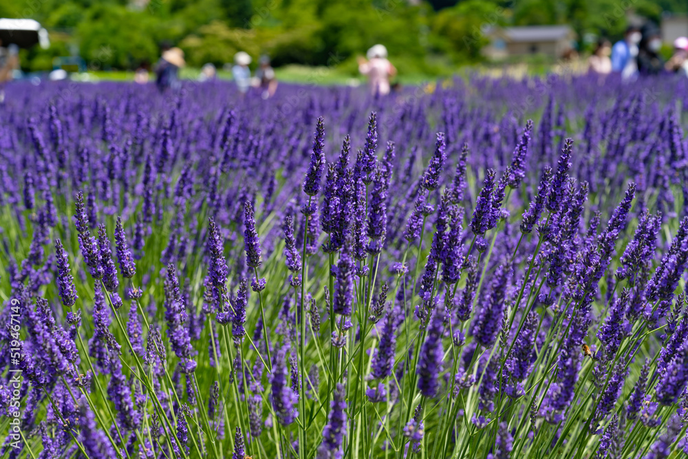 Naklejka premium 山梨県富士河口湖町 大石公園