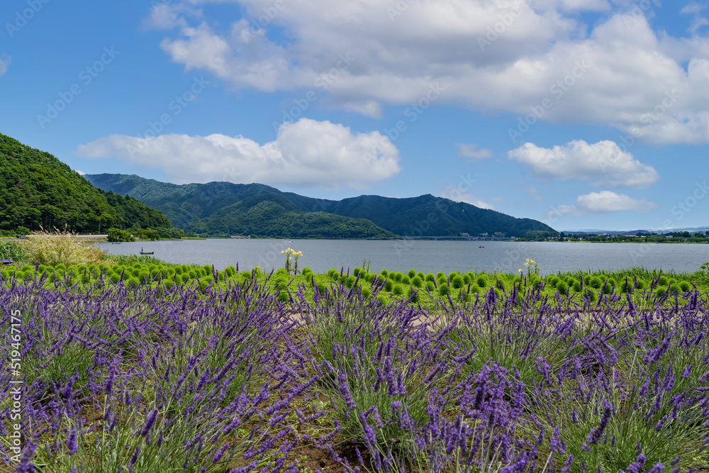 山梨県富士河口湖町　大石公園