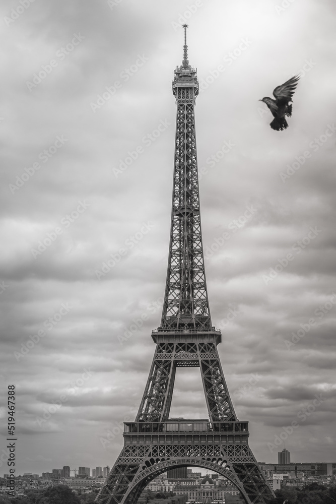 Eiffel tower from Trocadero with pigeon flying, Paris, France