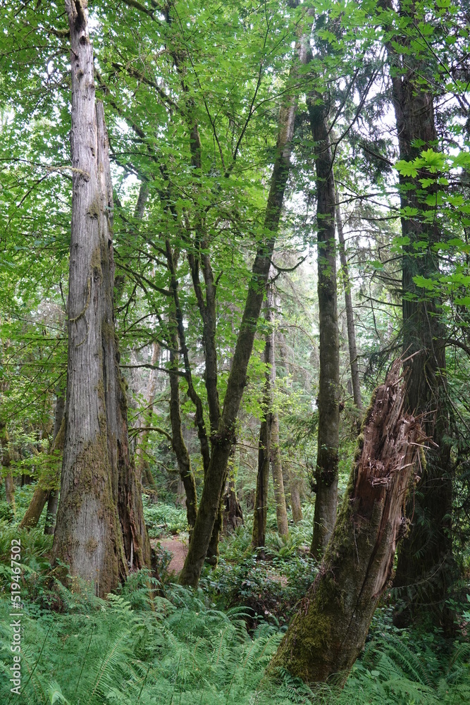 Bloedel Reserve - Bainbridge Island - Washington