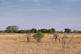 Giraffe in Chobe National Park Botswana Africa