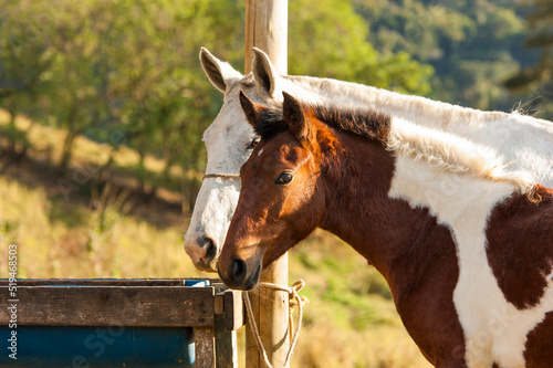 mare and colt lined up side by side.