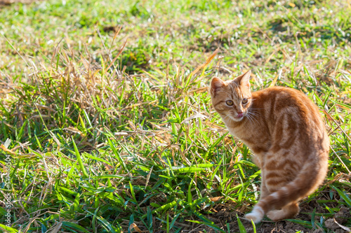 orange cat on the lawn looking back.