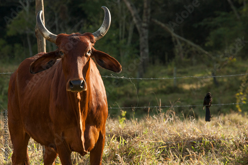 brown cow with big horns looking at the camera and a black bird perched on the wire in the background.