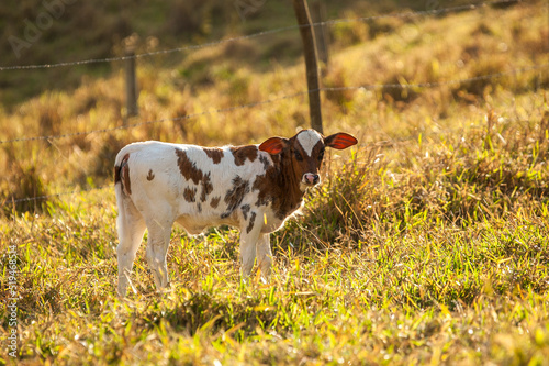 a spotted calf in the meadow.