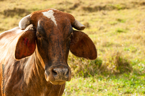 brown cow with little horns looking at camera.