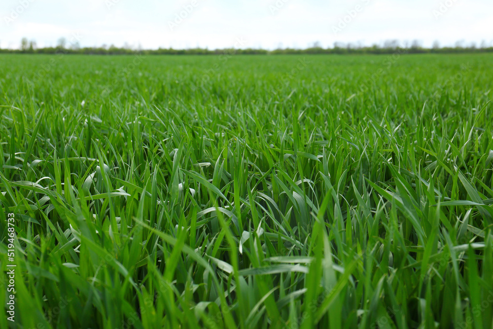 Beautiful agricultural field with ripening cereal crop under blue sky Beautiful agricultural field with ripening cereal crop under blue sky