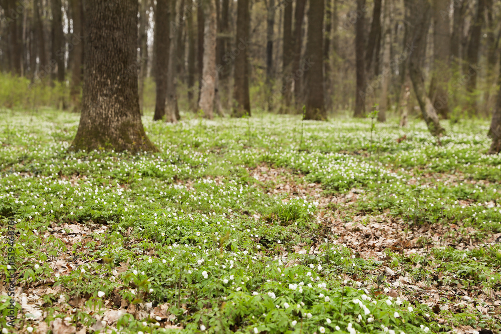Beautiful forest scenery with white wild flowers Beautiful forest scenery with white wild flowers