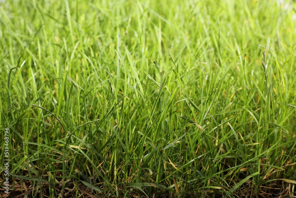 Beautiful lush green grass as background, closeup Beautiful lush green grass as background, closeup