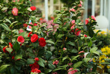 Camellia japonica bush with beautiful flowers on blurred background