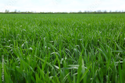 Beautiful agricultural field with ripening cereal crop under blue sky