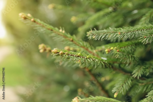 Green branches of beautiful conifer tree with small cones outdoors  closeup