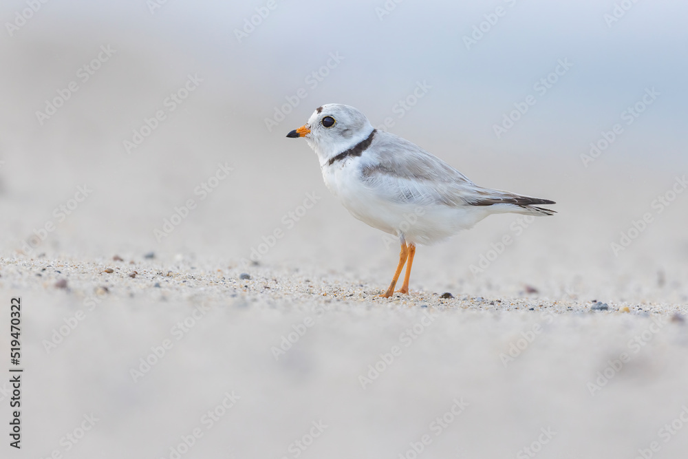 piping plover (Charadrius melodus) in summer piping plover (Charadrius melodus) in summer